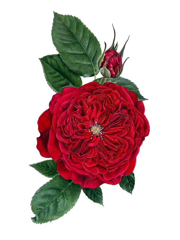 Rose 
